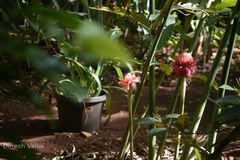 Etlingera elatior